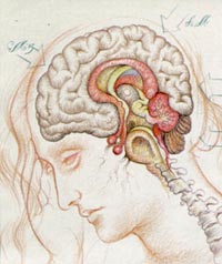 Parkinsonova nemoc je onemocnn nervov soustavy, pi nm dochz k postupnmu zniku sti mozku nazvajc se substantia nigra