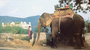 Se slony se lze v Indii setkat asto
