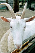Jedna z rohatch protagonistek polsk Balady o koze