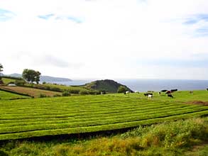 Zele pastvin na Azorskch ostrovecch jako by byla importovan z Irska