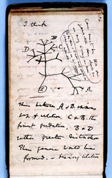 Nkres stromu ivota z Darwinova denku z let 18371838